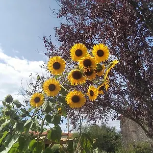Les Tournesols Couette-café